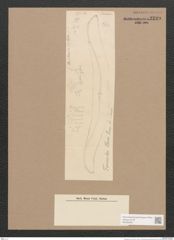 Toxonidea sp. (de-Toni-Nr.: Genus 16) Zeichnungen Sammlung Grunow Nr. 2239 (NHMW-BOT-W0369334)